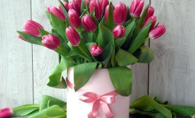 Новинки малиновых тюльпанов с каймой