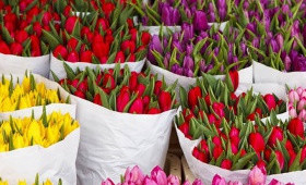 Срез и хранение тюльпанов