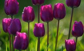 Фиолетовые сорта тюльпанов для выгонки