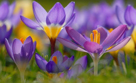 Особенности технологии выгонки крокусов