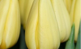 Обзор кремовых тюльпанов