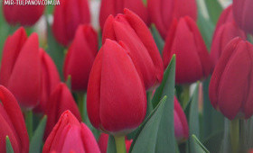 Сорт тюльпана Selfie