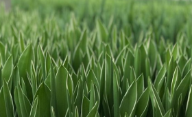 Укоренение при высокой температуре. Последствия.