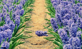 Особенности технологии выгонки гиацинтов