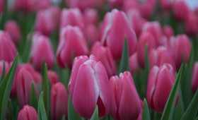 Выгонка тюльпанов к 14 февраля