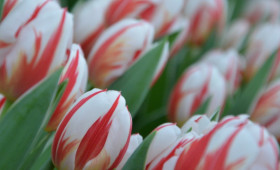 Памятка о правильном хранении и выгонке тюльпанов1631711375