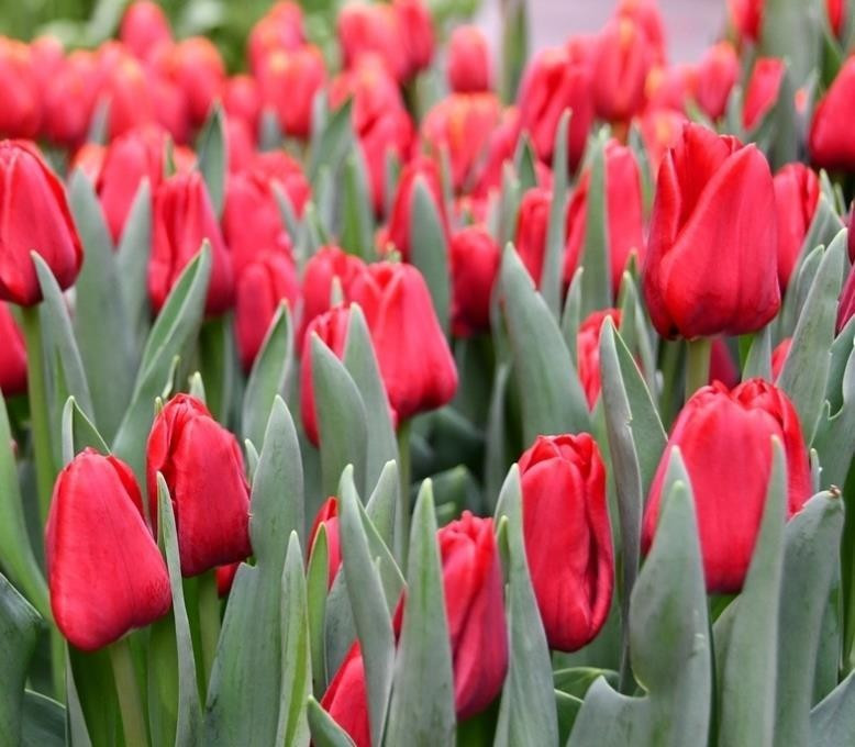 Ille deFrance1636454681