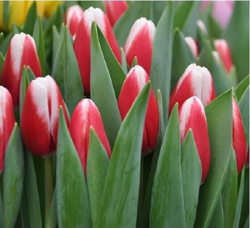 Paul Mccartney1636454917