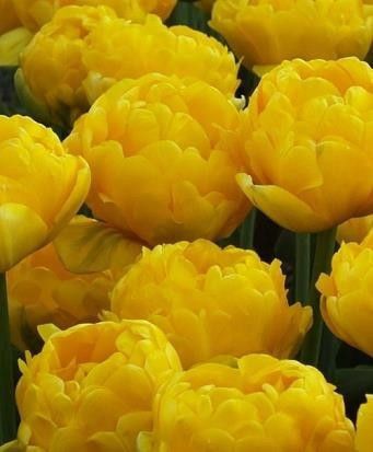 Yellow Pomponette1636455191