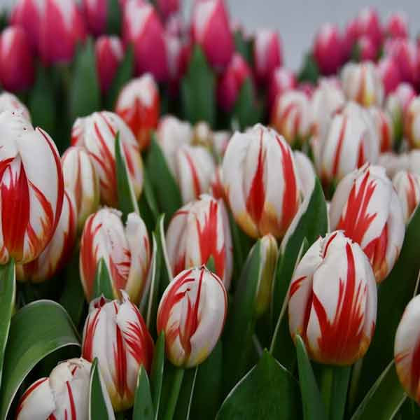 Happy Generation охлажденная1636704073