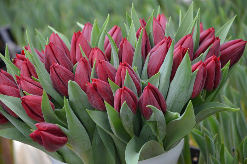 Pallada охлажденная1636704341