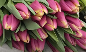 Heavy Duty. Крупный сорт для выгонки на 8 Марта1646654224