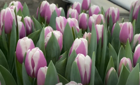 Сорт Librije1731063658