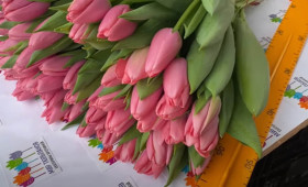 Сорт Big love1731063708